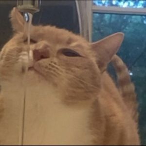 Meet your Posher, Mimi